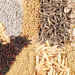 Seminte plante - legume